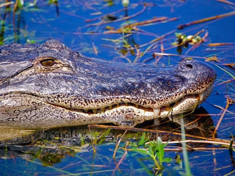 Gators