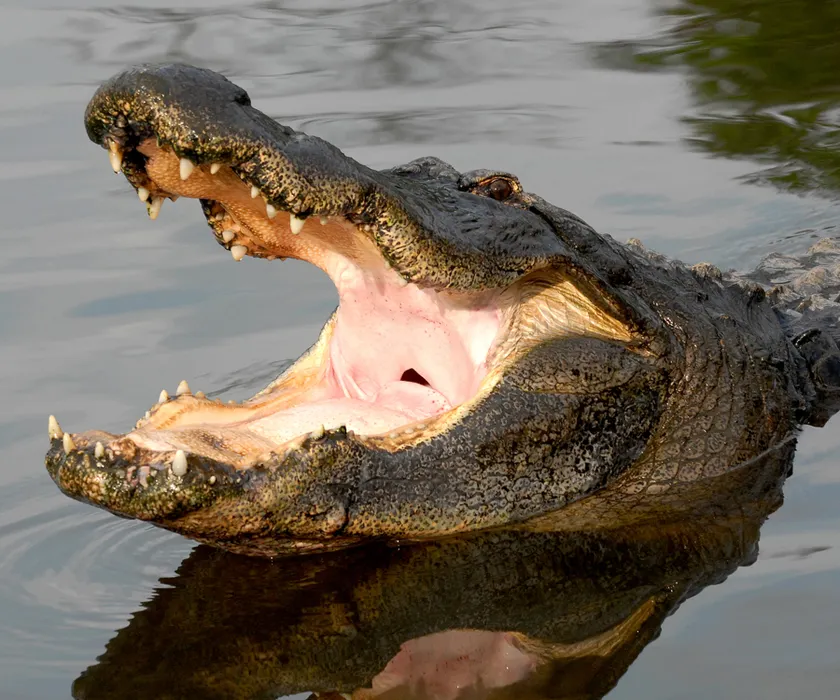 Alligator with Mouth Open