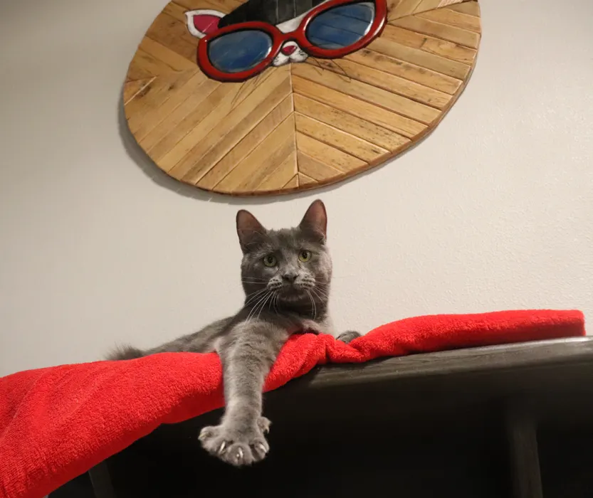 Do you love kitties? We do too! Have a blast drinking coffee and hanging out in the company of cats!