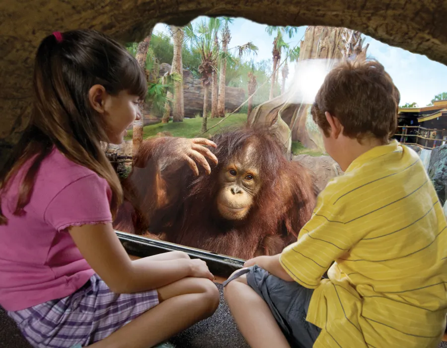 Orangutan and Kids