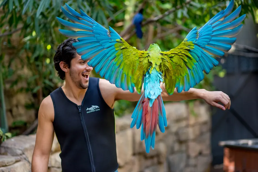 Aviary