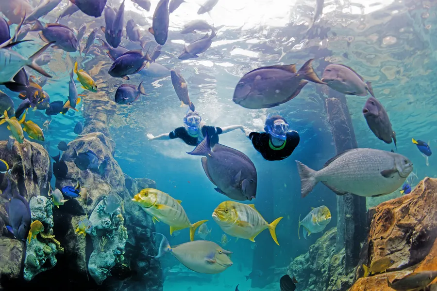 The Grand Reef
