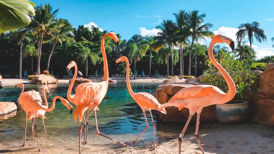 Flamingo