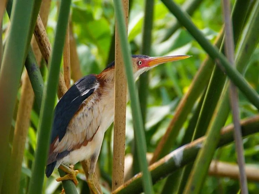 Plenty of Colorful Birds