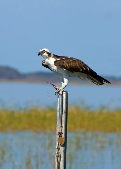 All Types of Wildlife