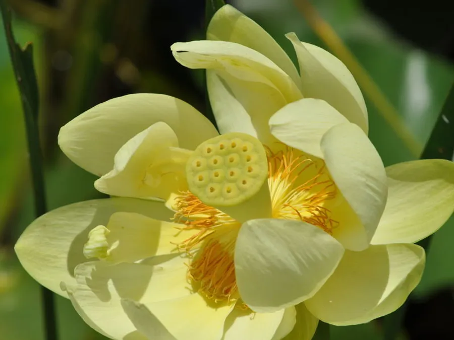 Experience the Beautiful Flora