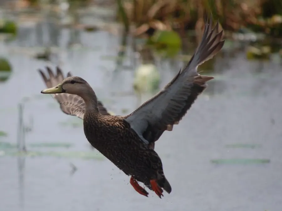 Ducks