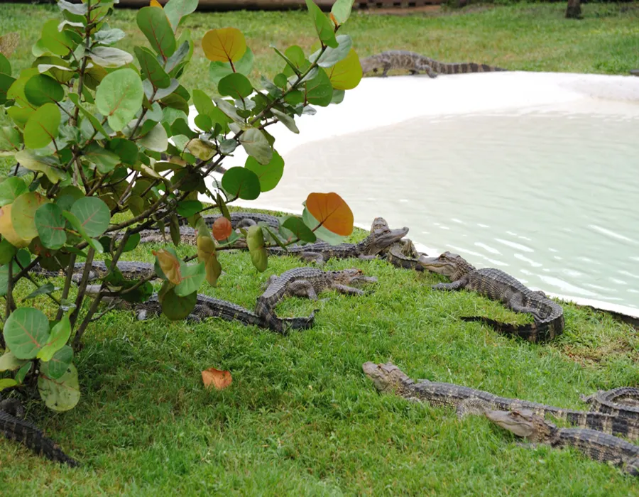 View the gator pond for an up-close and personal view of Florida’s favorite reptiles. Visitors can feed them or we can answer any questions that you may have.