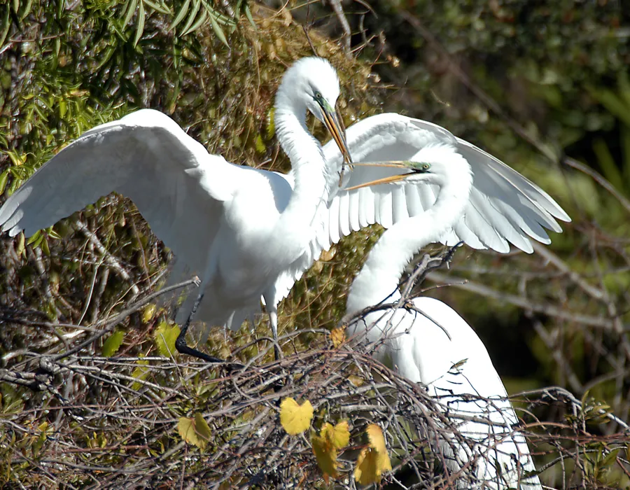 Egrets in the Breeding Marsh
