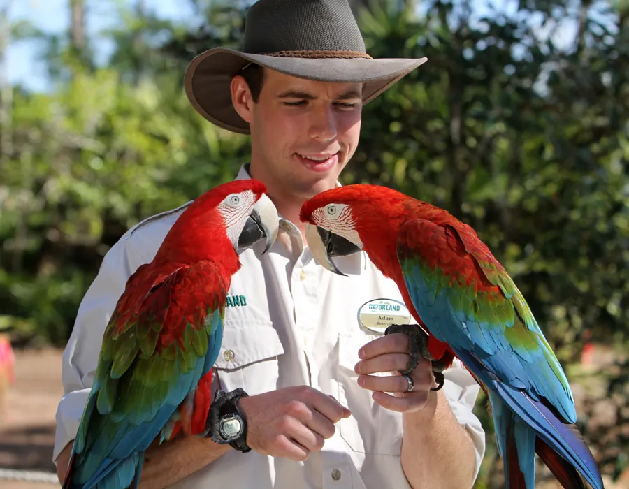 Entertainer with Macaws