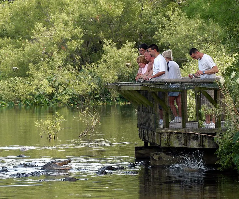 Feeding Alligators in the Breeding Marsh