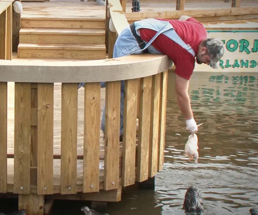 Gator Jumparoo Show