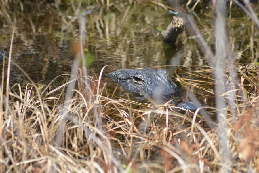 Gator