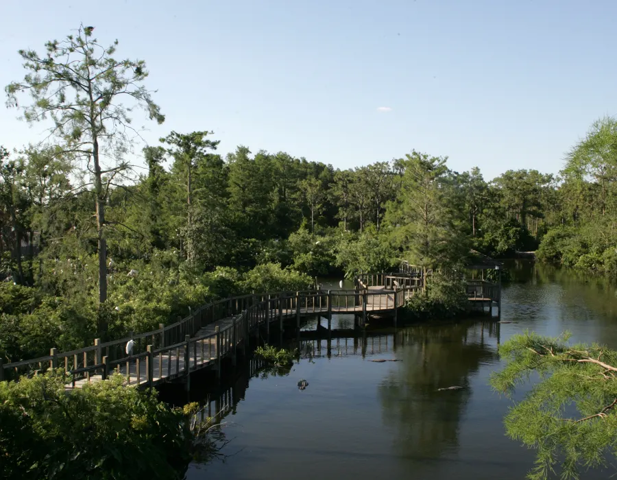 Alligator Breeding Marsh