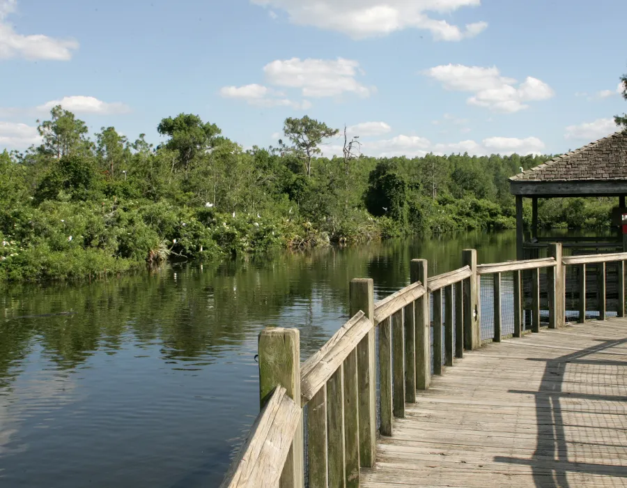 Alligator Breeding Marsh Walkway