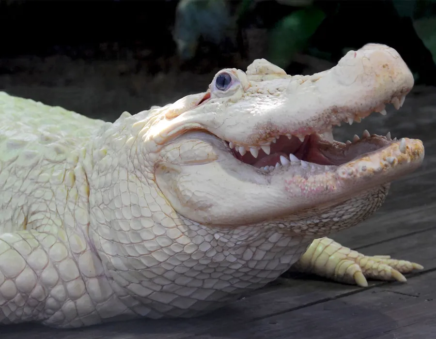 Gatorland's White Alligator Bouya Blan