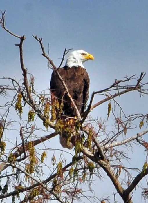 Wildlife in the Wilderness