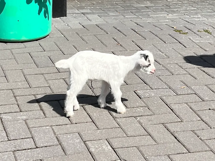 Image 30