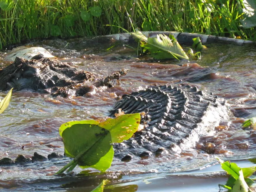 Gators Galore