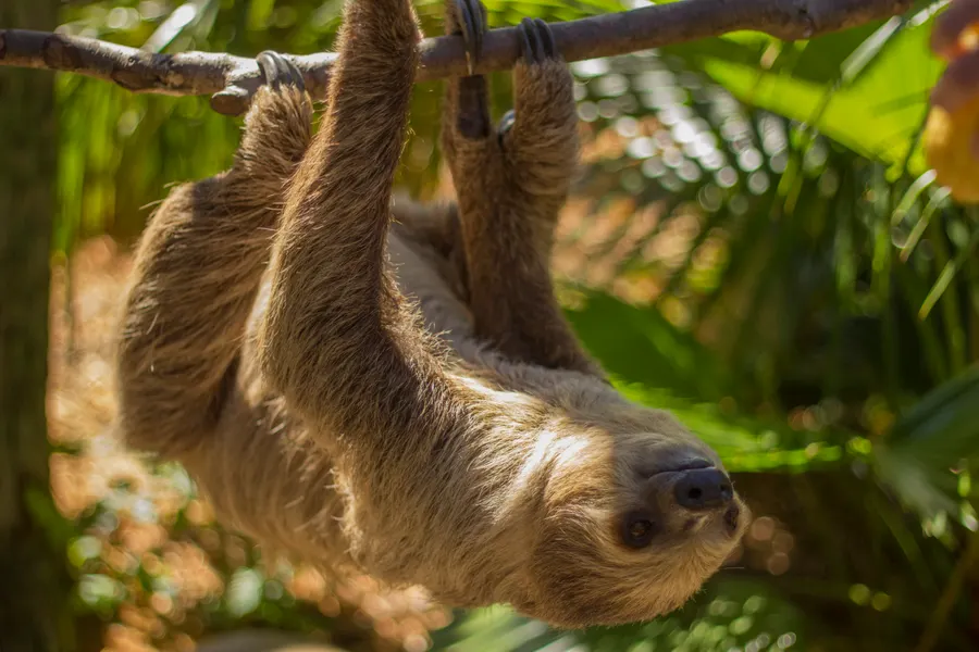 Sloth