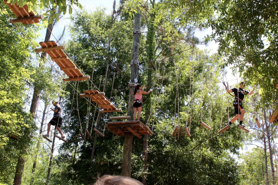 Tree Trek