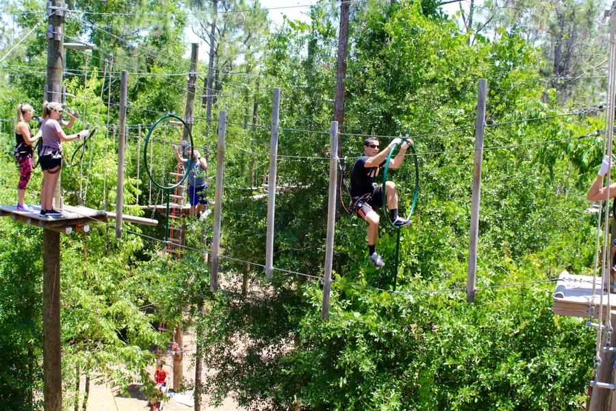 Tree Trek