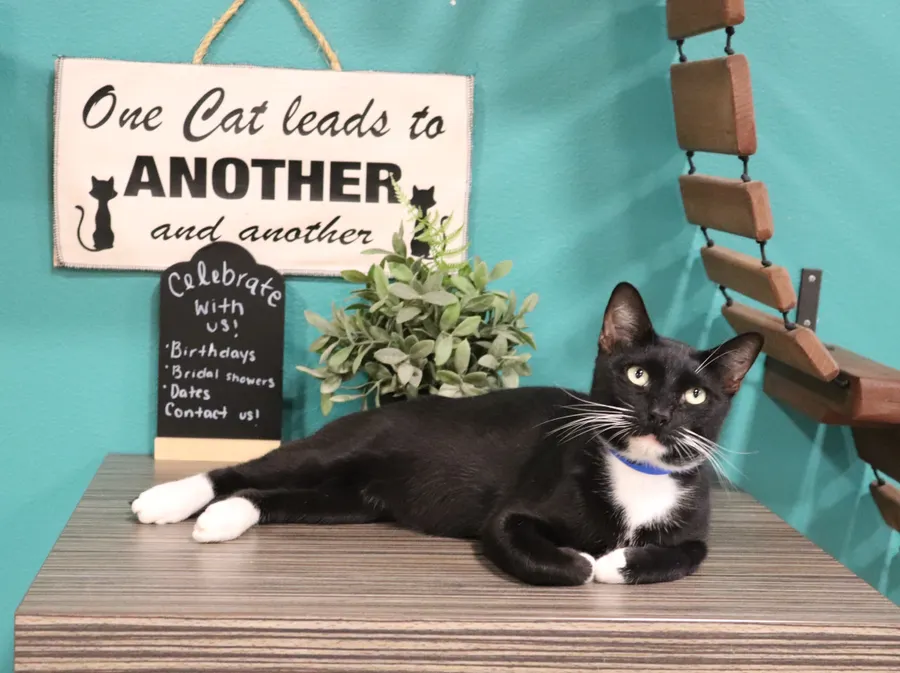 Looking to add a new furry family member! Stop by and adopt your purrfect match!