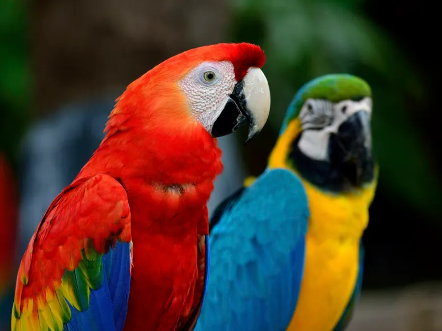 Macaws