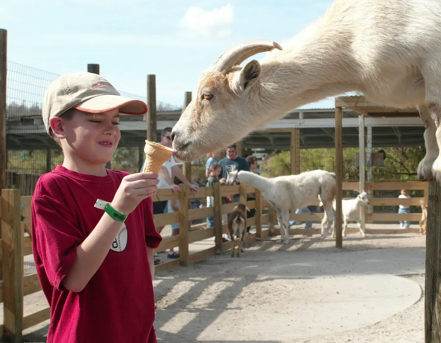 Gatorland Petting Zoo