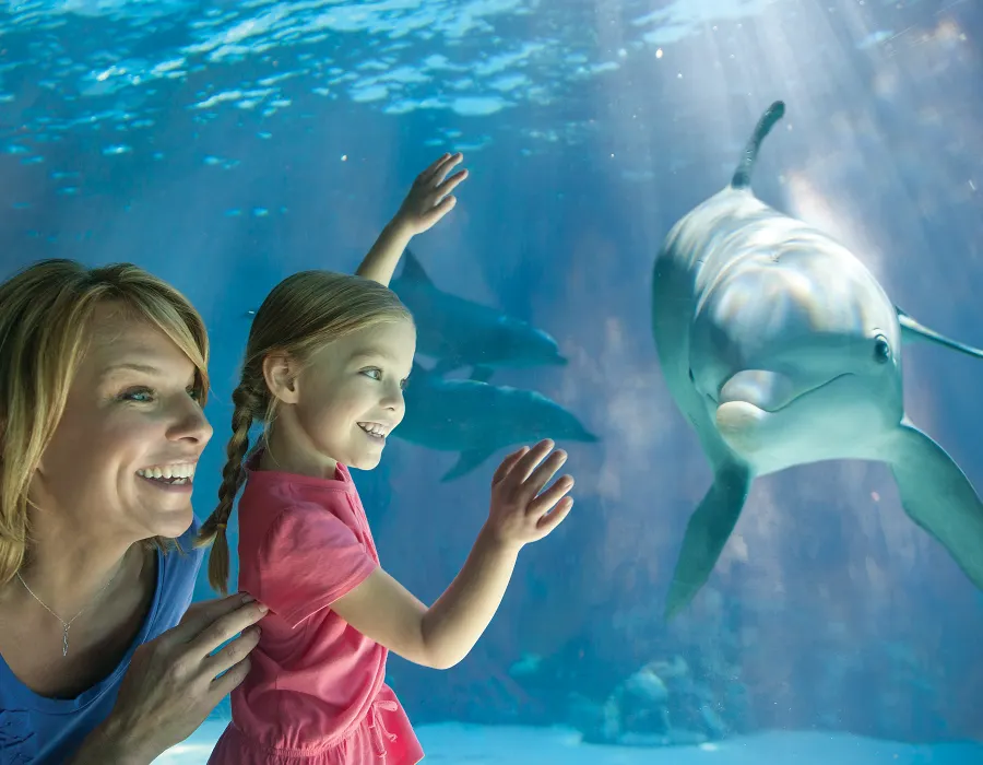 Dolphin Under Water With Mom & Girl