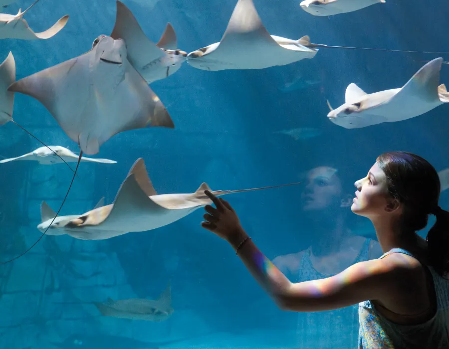 Manta Aquarium