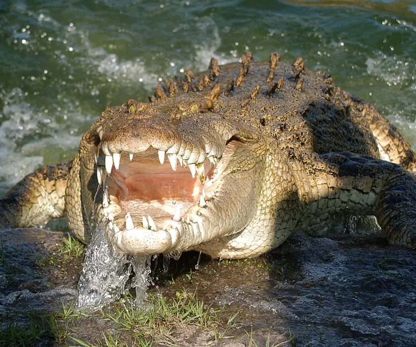 Saltwater Crocodile Lunging out of the Water