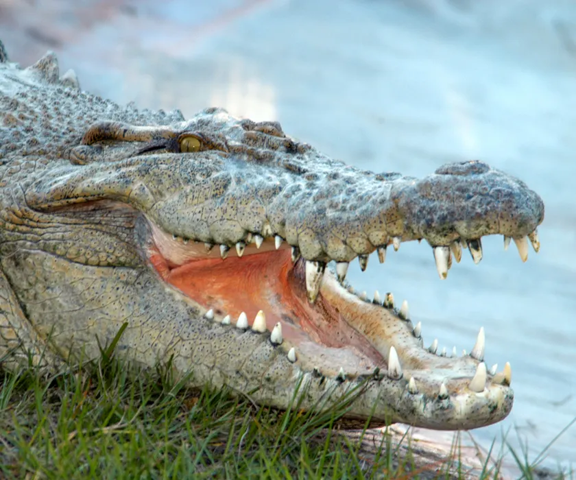 Saltwater Croc with Mouth Open