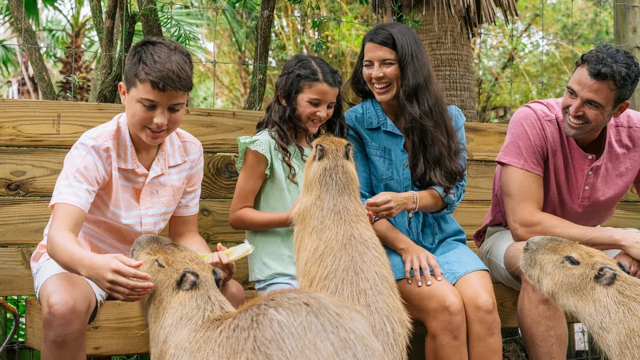 Capybara Encounter