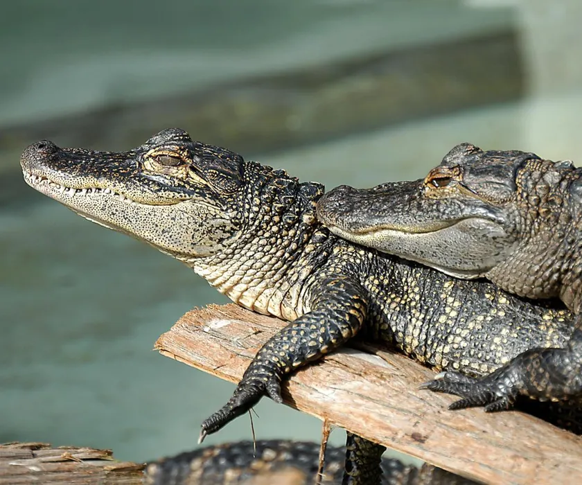Young Gators