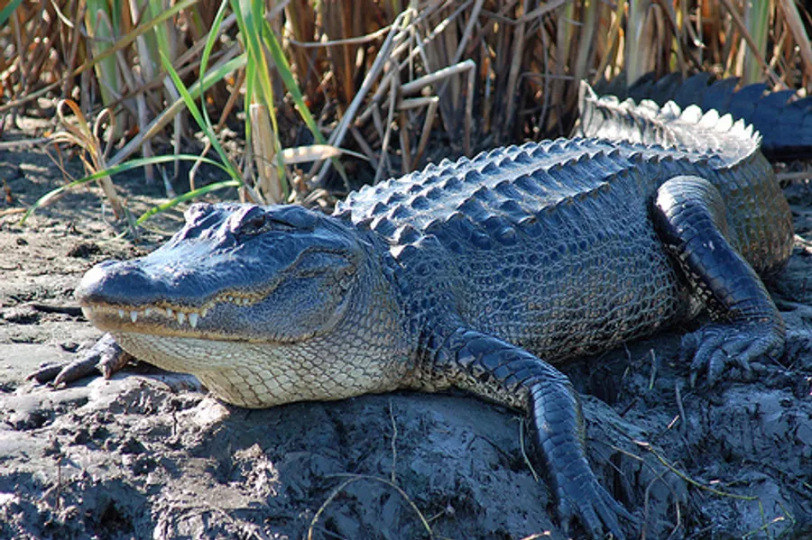 See the Alligators