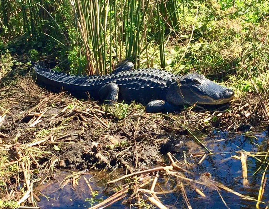 One our our big male gator enjoying the Florida sunshine.