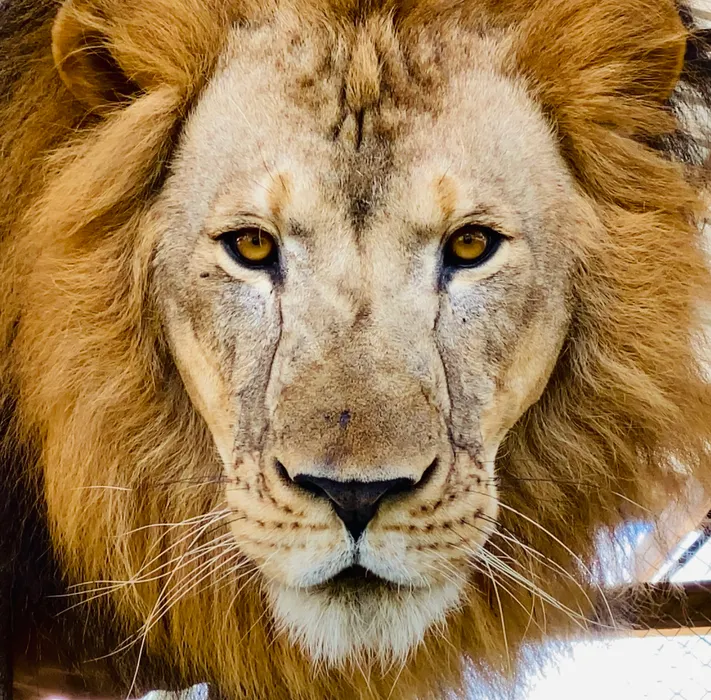 Take the road less traveled and experience the King up close, book a Behind the Scenes tour to meet big cats personally!