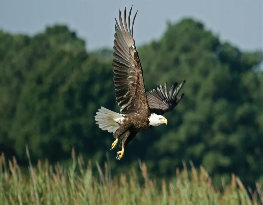 Florida has the largest breeding population of Bald eagles outside of Alaska, representing approximately 19% of the entire number found in the lower 48 states. Florida’s Southern bald eagles represent approximately 70% of the total population in the southeastern U.S. Osceola County has one of the largest concentrations of Bald eagle nests in the entire state. It is estimated that over 115 pairs of Southern bald eagles nest in Osceola County any given year.