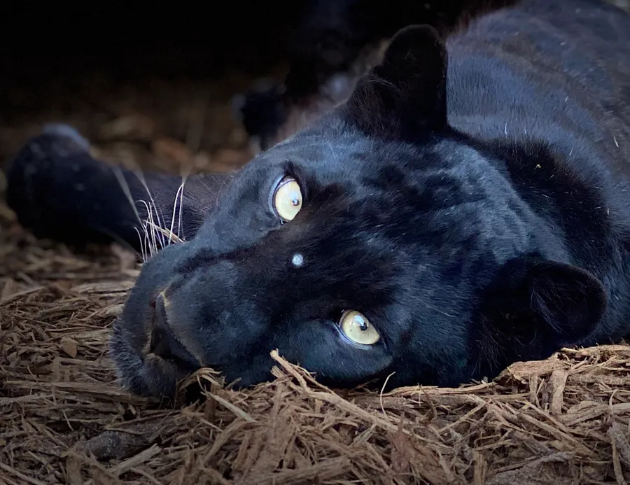 Meet Midnight, a melanistic leopard at Central Florida Animal Reserve.  A true beauty to behold, hear her story on a guided walking tour!