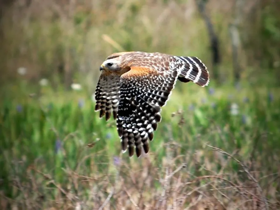 Wildlife Above