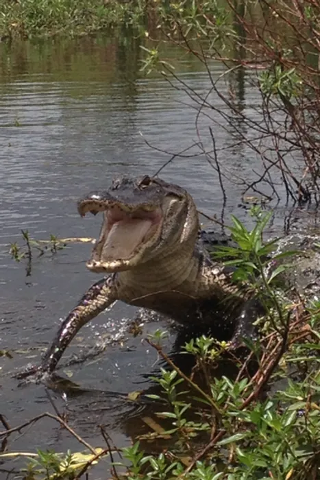 Gators Galore