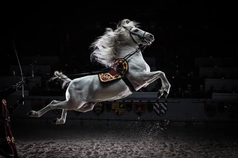 an Andalusian stallion performs the capriole, a trick in which the horse jumps up in the air and kicks back with its hind legs