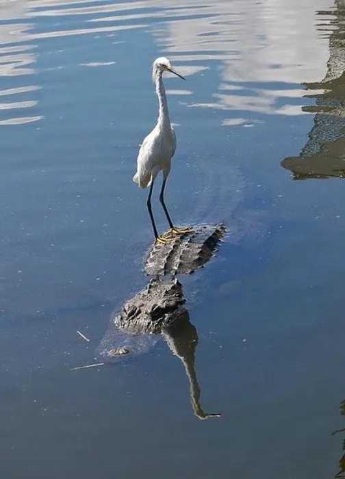 Nature Comes to Say Hello