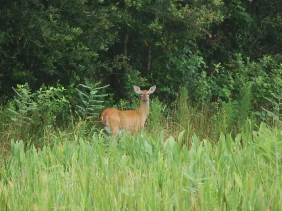 Deer